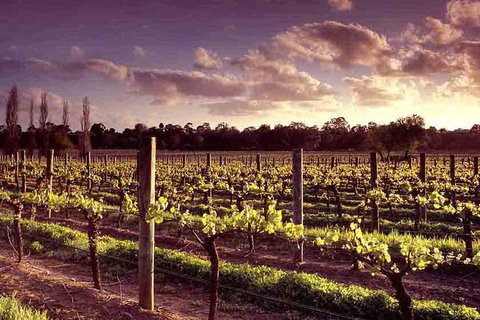 Upper Reach Winery: Swan Valley Winery And Vineyard Tour - New South Wales Tourism  5