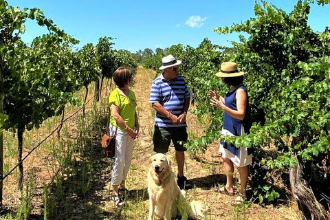 Upper Reach Winery: Swan Valley Winery And Vineyard Tour - New South Wales Tourism  4
