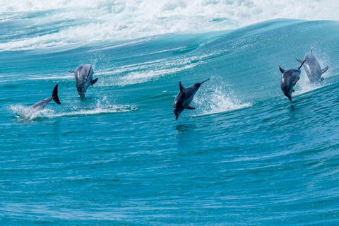 Full-Day Busselton Jetty, Train Ride & Dophin Discovery - New South Wales Tourism  1