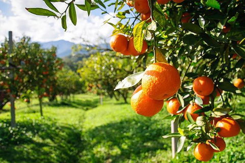 Full-Day Swan Valley, Wildlife Park, Winery & Fruit Orchard - New South Wales Tourism  0