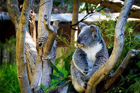 Full-Day Swan Valley, Wildlife Park, Winery & Fruit Orchard - New South Wales Tourism  1