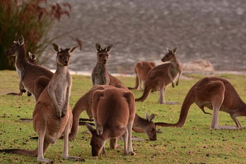 Half-Day Swan Valley & Wildlife Park Tour - New South Wales Tourism  3