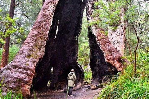 Albany Southwest Wilderness Day Tour - Fly From Perth - New South Wales Tourism  7