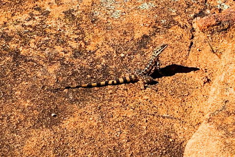 The Big Wave Rock (Private) Day Tour - New South Wales Tourism  4