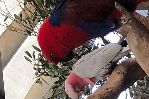 Perth Hills - Wildlife, Art & Gastronomy - New South Wales Tourism  8