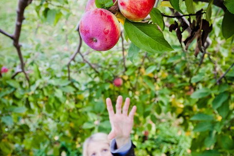 Perth Hills - Wildlife, Art & Gastronomy - New South Wales Tourism  2