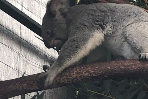Perth Hills - Wildlife, Art & Gastronomy - New South Wales Tourism  7