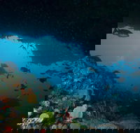 Rottnest Island scuba diving from Fremantle - New South Wales Tourism 