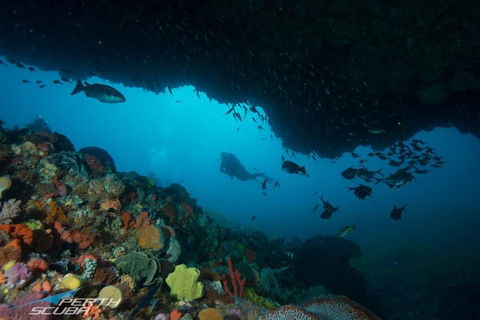 Rottnest Island Scuba Diving From Fremantle - New South Wales Tourism  0