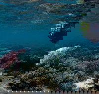 3 Night Ningaloo Reef Snorkel and Dive Getaway from Coral Bay - New South Wales Tourism 