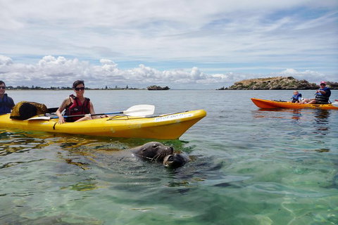 Seal Island And Penguin Island Or Point Peron Sea Kayak Tour - New South Wales Tourism  1