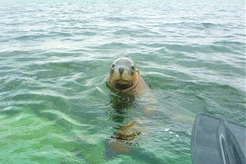 Seal Island And Penguin Island Or Point Peron Sea Kayak Tour - New South Wales Tourism  4