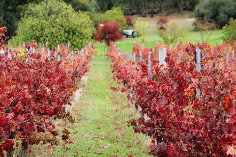 Cider, Wine & Cheese In The Perth Hills - Half-Day Premium Small Group Tour - New South Wales Tourism  6