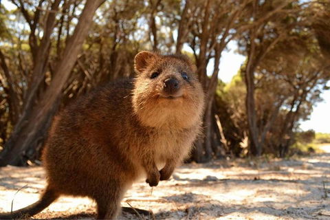 Pinnacles & Rottnest Island Scenic Air & Ground Tour - New South Wales Tourism  7