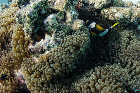 Muiron Island Dive & Snorkel Tour - New South Wales Tourism  0