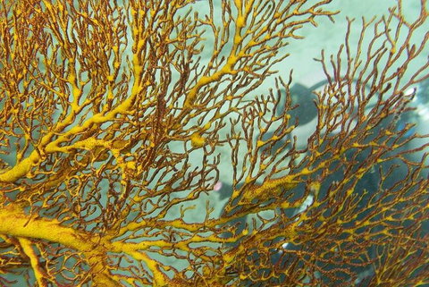 Muiron Island Dive & Snorkel Tour - New South Wales Tourism  6