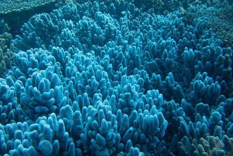 Muiron Island Dive & Snorkel Tour - New South Wales Tourism  3