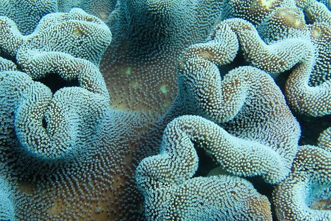 Muiron Island Dive & Snorkel Tour - New South Wales Tourism  5