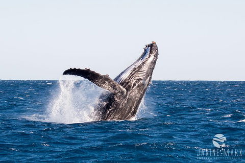 Turtle Tours On The Ningaloo Reef, Exmouth. 1/2 Day Cruise. - New South Wales Tourism  0