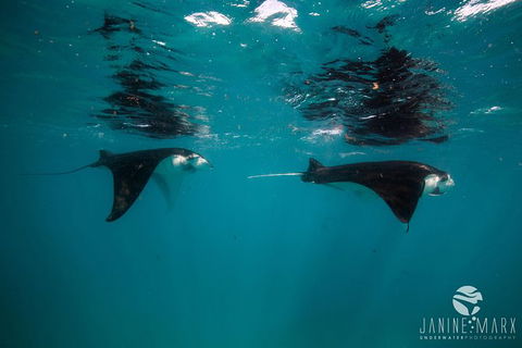 Turtle Tours On The Ningaloo Reef, Exmouth. 1/2 Day Cruise. - New South Wales Tourism  1