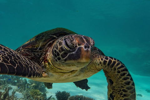 Turtle Tours On The Ningaloo Reef, Exmouth. 1/2 Day Cruise. - New South Wales Tourism  2