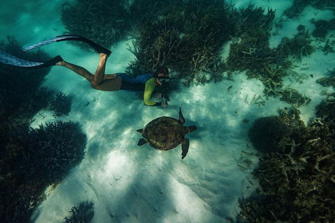 Turtle Tours On The Ningaloo Reef, Exmouth. 1/2 Day Cruise. - New South Wales Tourism  3