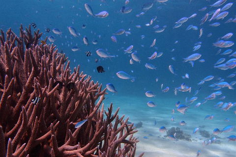 Turtle Tours On The Ningaloo Reef, Exmouth. 1/2 Day Cruise. - New South Wales Tourism  4