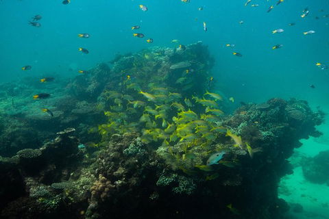 Turtle Tours On The Ningaloo Reef, Exmouth. 1/2 Day Cruise. - New South Wales Tourism  6