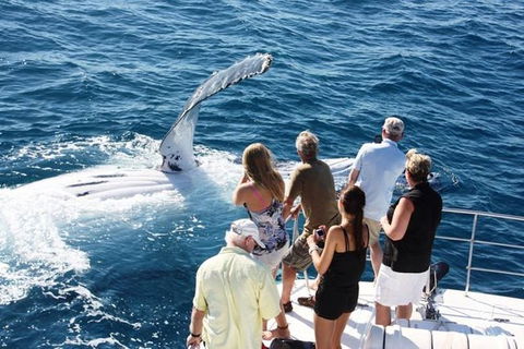 Half-Day Whale Watching Sunset Cruise From Broome - New South Wales Tourism  0