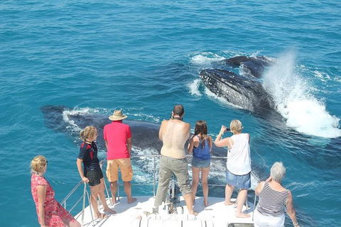 Half-Day Whale Watching Sunset Cruise From Broome - New South Wales Tourism  1