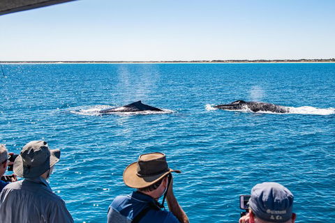 Half-Day Whale Watching Sunset Cruise From Broome - New South Wales Tourism  5
