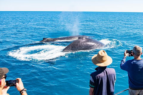 Half-Day Whale Watching Sunset Cruise From Broome - New South Wales Tourism  7