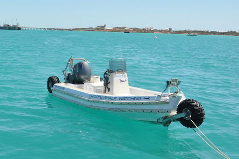 Half-Day Whale Watching Sunset Cruise From Broome - New South Wales Tourism  4