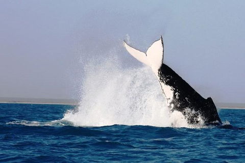 Half-Day Whale Watching Sunset Cruise From Broome - New South Wales Tourism  6