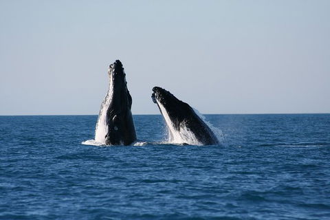 Half-Day Whale Watching Sunset Cruise From Broome - New South Wales Tourism  3