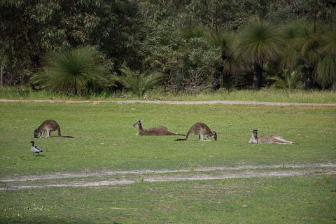 Yanchep & Lancelin - Wildlife, Cave And Sands - New South Wales Tourism  8
