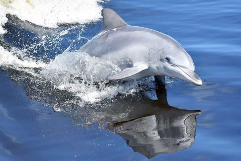 Mandurah Dolphin Island Adventure - New South Wales Tourism  14