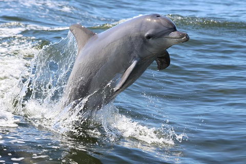 Mandurah Dolphin Island Adventure - New South Wales Tourism  11