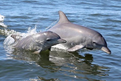 Mandurah Dolphin Island Adventure - New South Wales Tourism  6