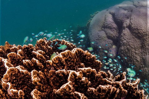 Ningaloo Reef Or Muiron Islands Snorkeling And Wildlife Adventure - New South Wales Tourism  8