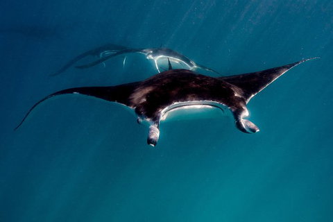 Ningaloo Reef Or Muiron Islands Snorkeling And Wildlife Adventure - New South Wales Tourism  3