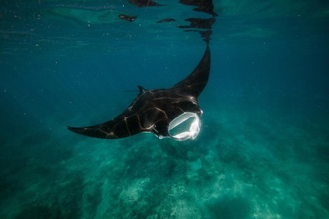 Ningaloo Reef Or Muiron Islands Snorkeling And Wildlife Adventure - New South Wales Tourism  2