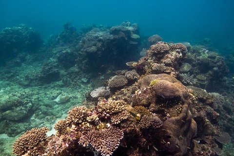 Ningaloo Reef Or Muiron Islands Snorkeling And Wildlife Adventure - New South Wales Tourism  4