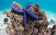 Ningaloo Reef Or Muiron Islands Snorkeling And Wildlife Adventure - thumb 12