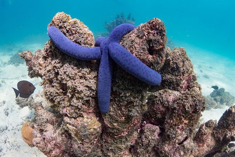 Ningaloo Reef Or Muiron Islands Snorkeling And Wildlife Adventure - New South Wales Tourism  12
