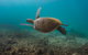 Ningaloo Reef Or Muiron Islands Snorkeling And Wildlife Adventure - thumb 5