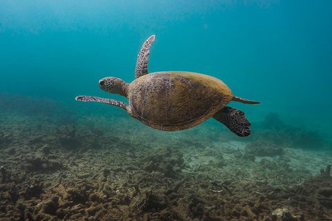 Ningaloo Reef Or Muiron Islands Snorkeling And Wildlife Adventure - New South Wales Tourism  5