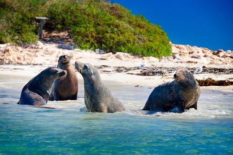 Penguin Island Tour With Dolphin And Sea Lion Cruise - New South Wales Tourism  0