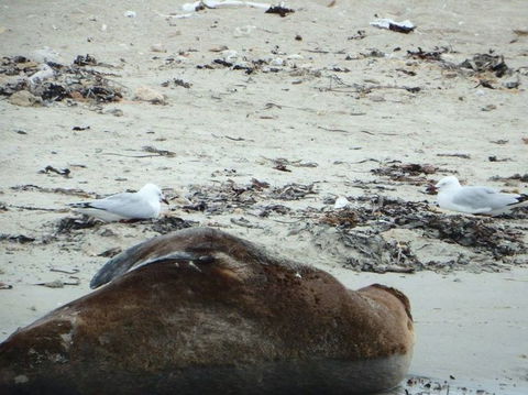 Penguin Island Tour With Dolphin And Sea Lion Cruise - New South Wales Tourism  3