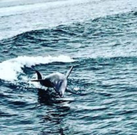 Penguin Island Tour With Dolphin And Sea Lion Cruise - New South Wales Tourism  6